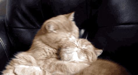 cuddling gif